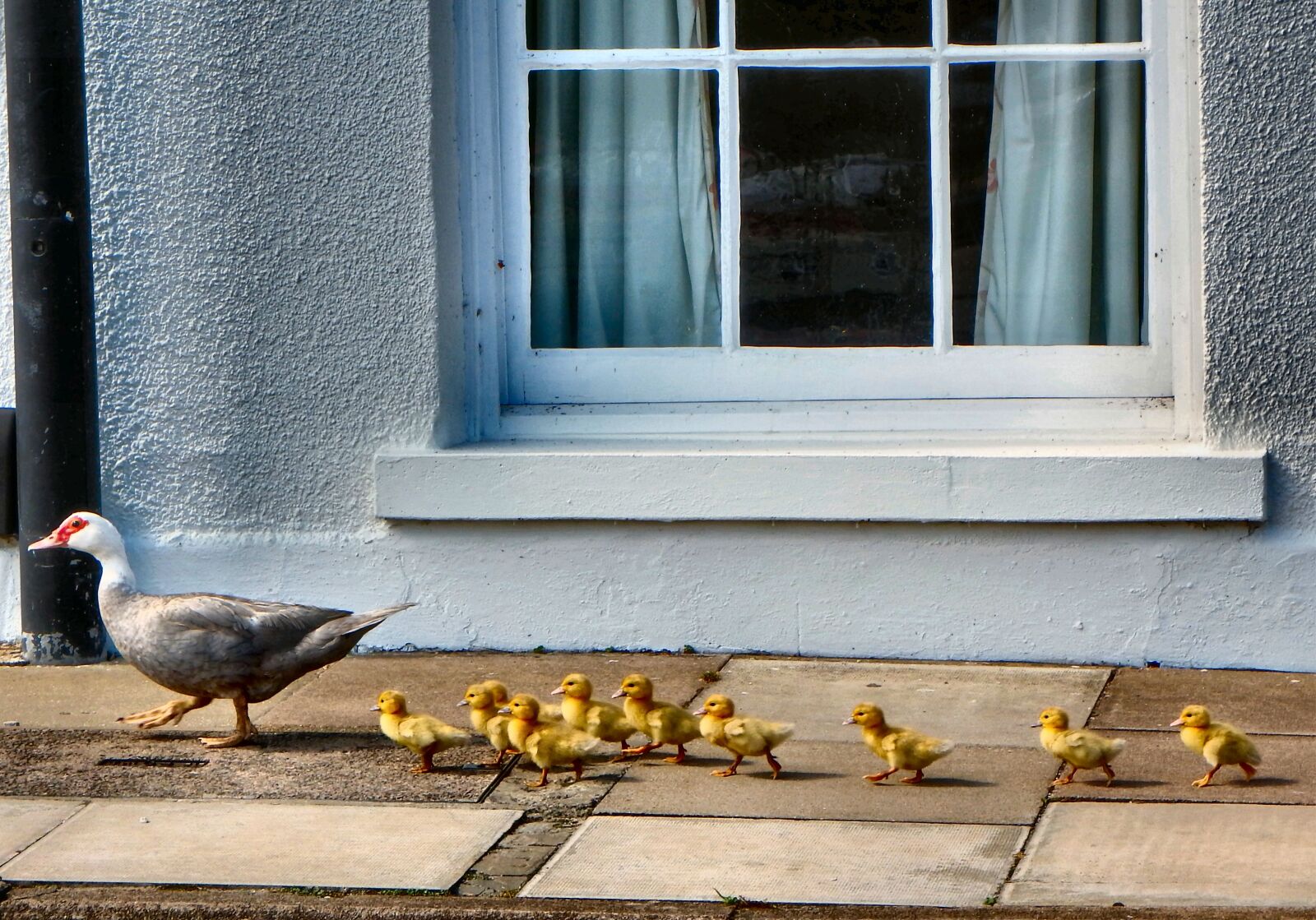 Fujifilm FinePix SL1000 sample photo. Ducks, ducklings, walking photography