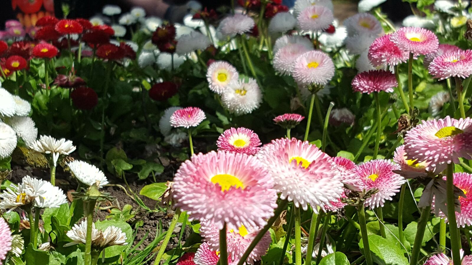 Samsung Galaxy S6 sample photo. Daisy, flowers, meadow photography