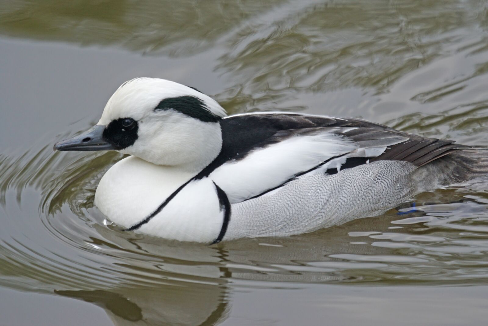 Sony ILCA-77M2 + Sony 70-400mm F4-5.6 G SSM sample photo. Dwarf sawyer, duck, duck photography