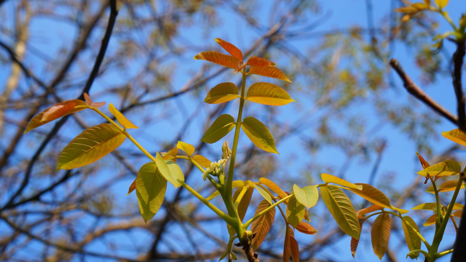 Sony Alpha a3000 + Sony E 18-55mm F3.5-5.6 OSS sample photo. Nature, plants, young photography