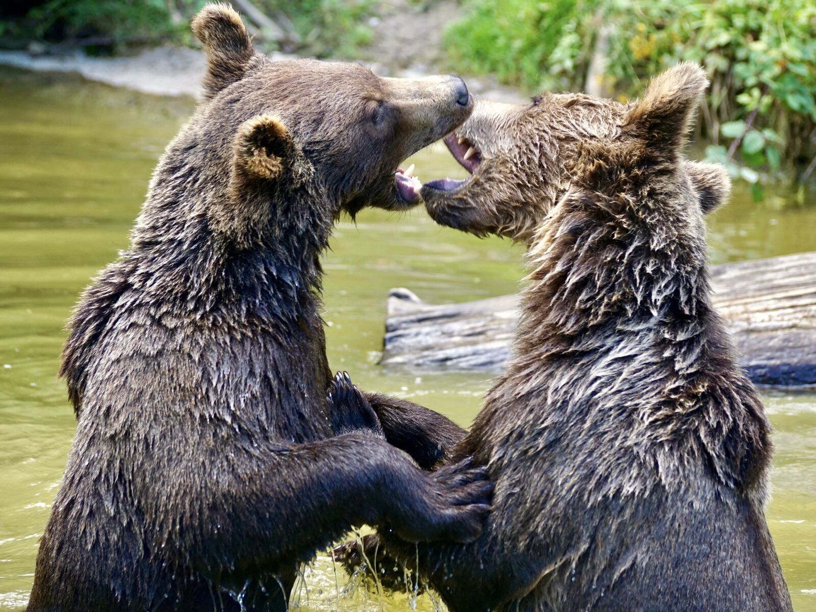 Sony DT 55-300mm F4.5-5.6 SAM sample photo. Bear, brown bears, young photography