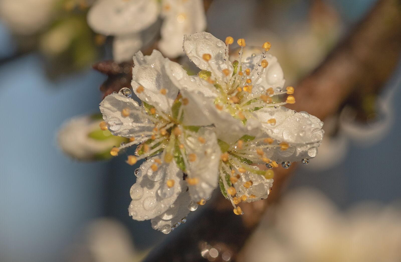 Canon EOS 750D (EOS Rebel T6i / EOS Kiss X8i) sample photo. Raindrop, plum blossoms, plum photography