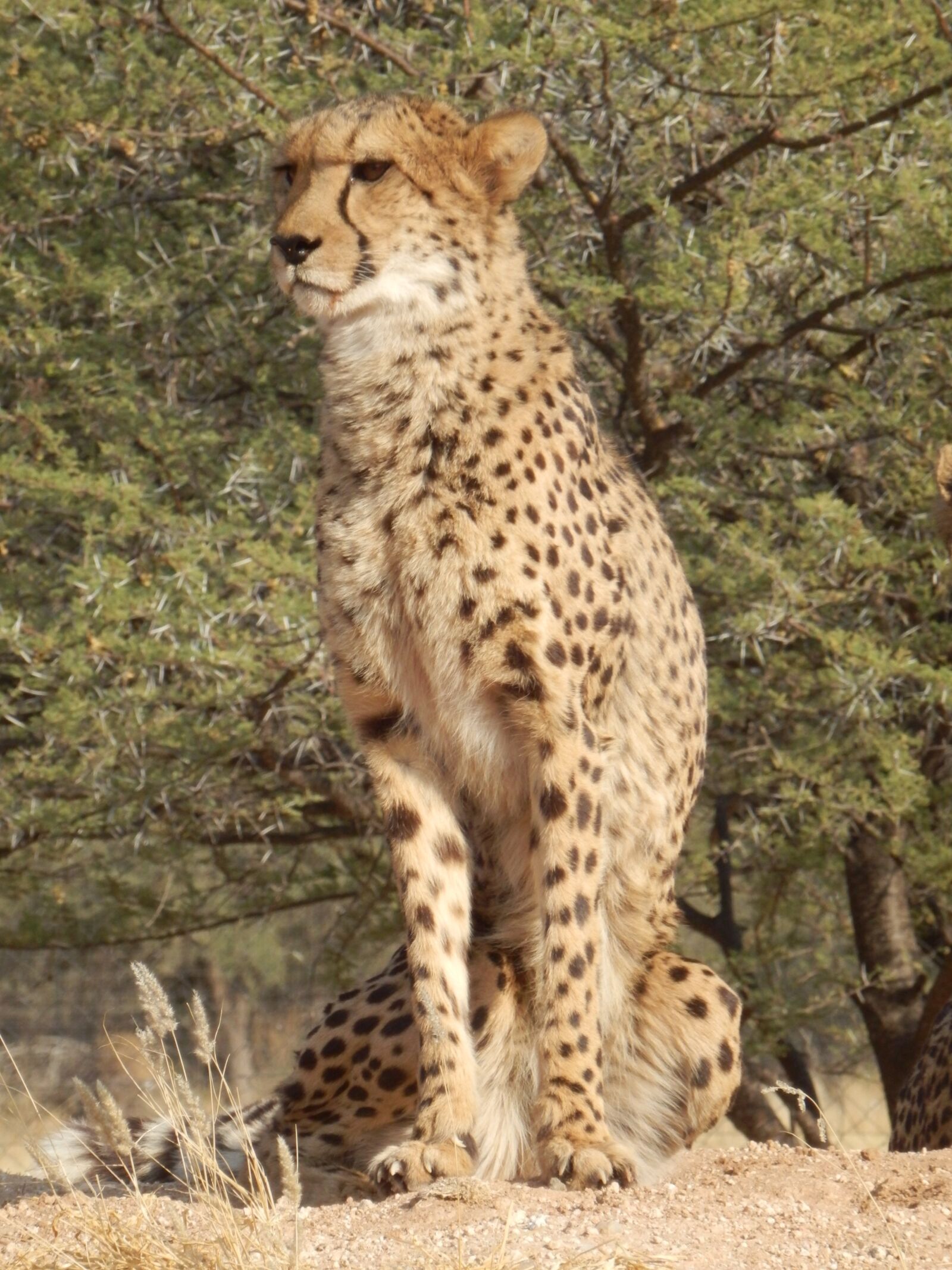 Olympus SZ-31MR sample photo. Cheetah, namibia, africa photography