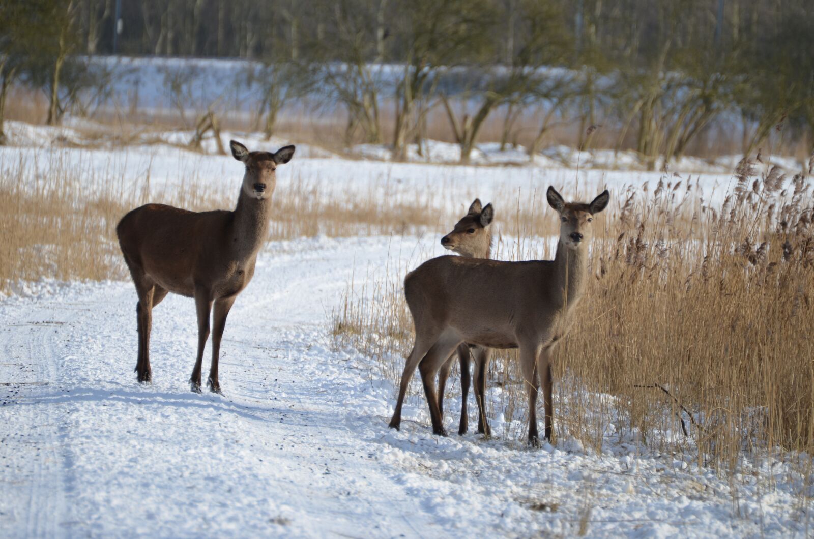 Nikon D5100 sample photo. Deer, winter, snow photography