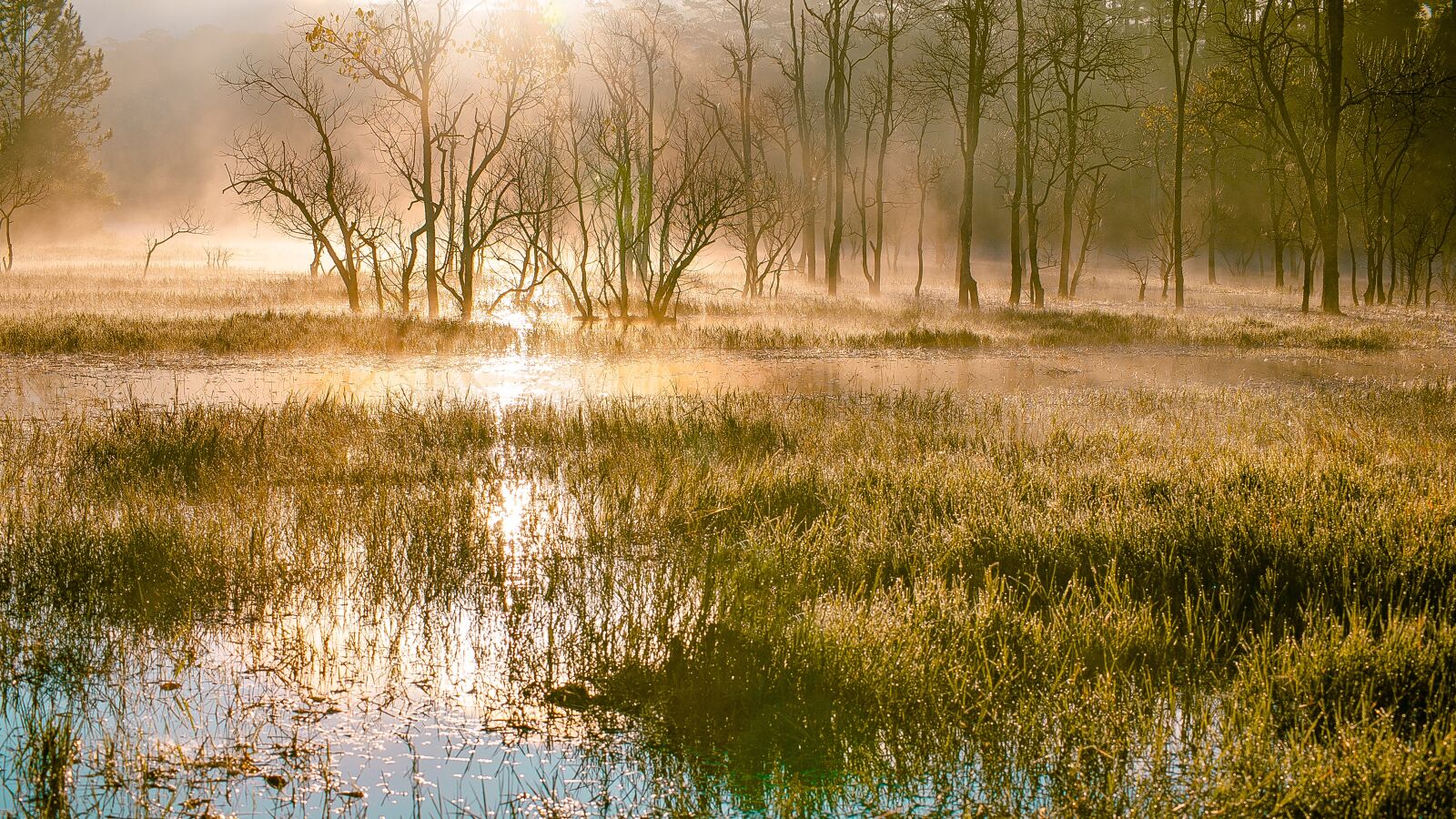 Nikon D700 sample photo. Swamps, scenery, tree photography