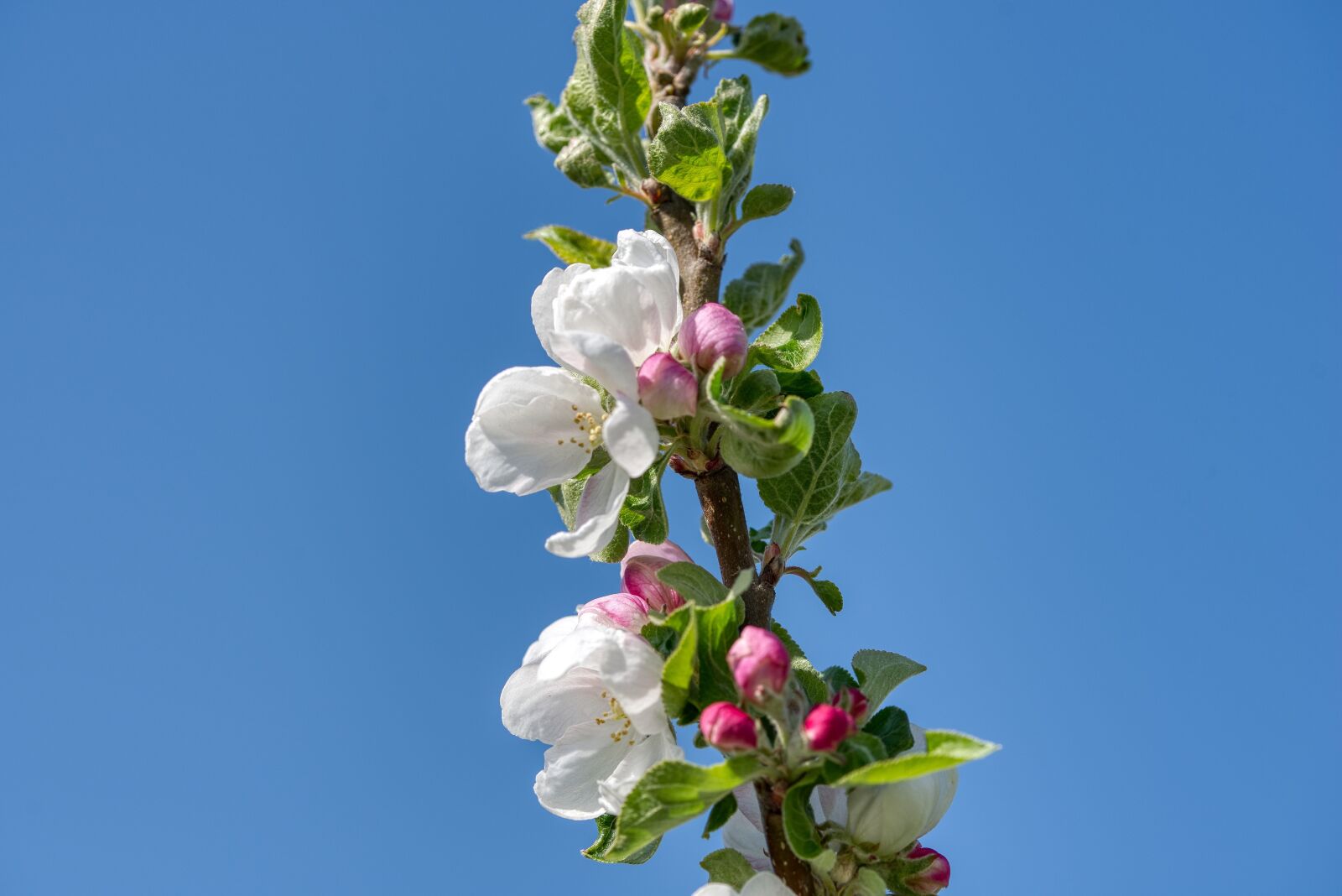 Nikon D750 sample photo. Apple blossom, apple tree photography