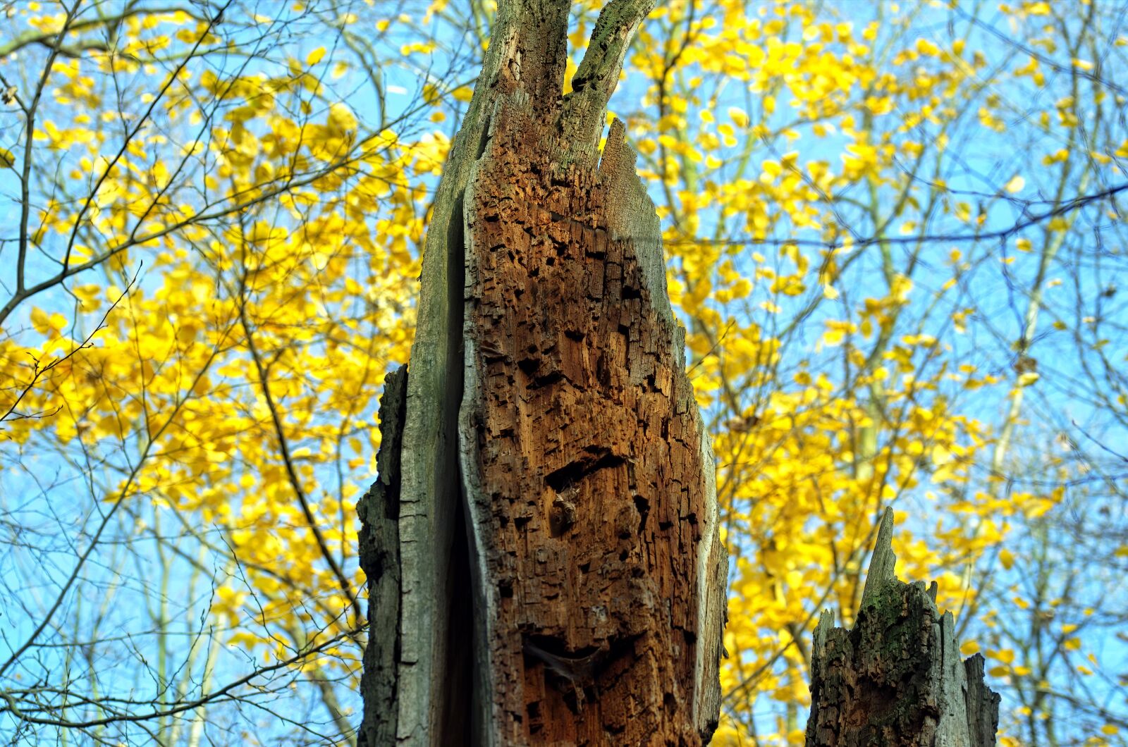 Nikon D5100 sample photo. Trunk, tree, rotten photography