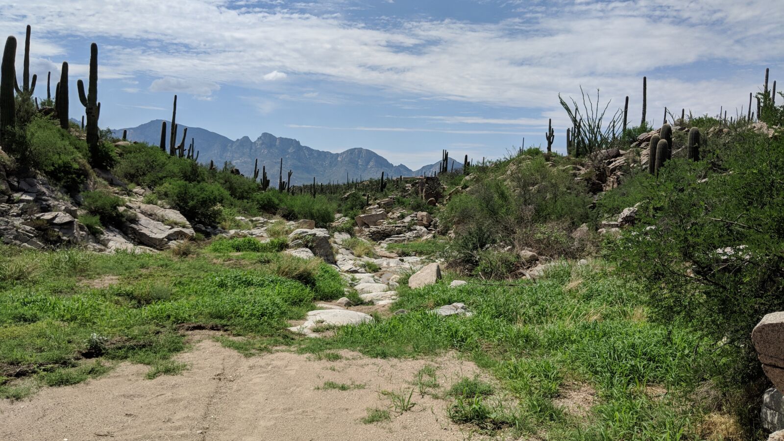 Google Pixel 2 XL sample photo. Arizona, cactus, southwest photography
