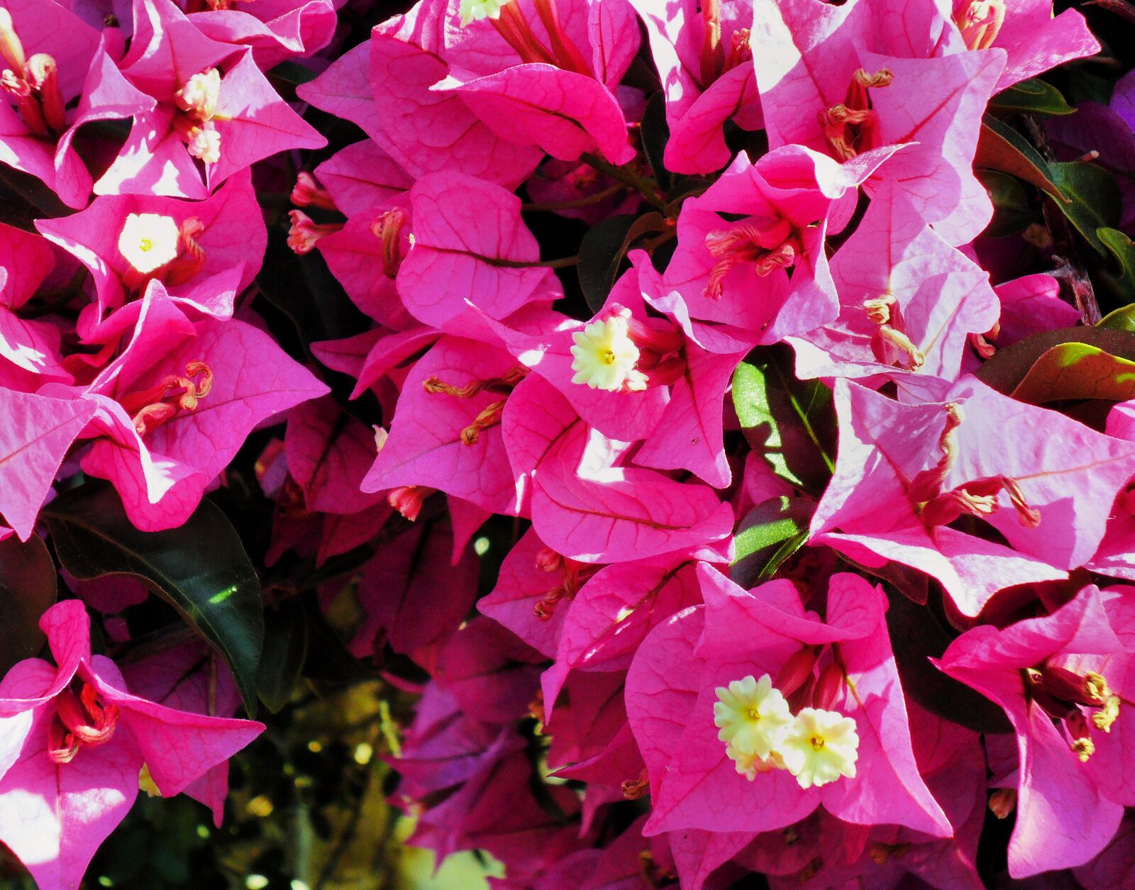 Samsung ES28 / VLUU ES28 sample photo. Bougainvillea, flowers, pink photography