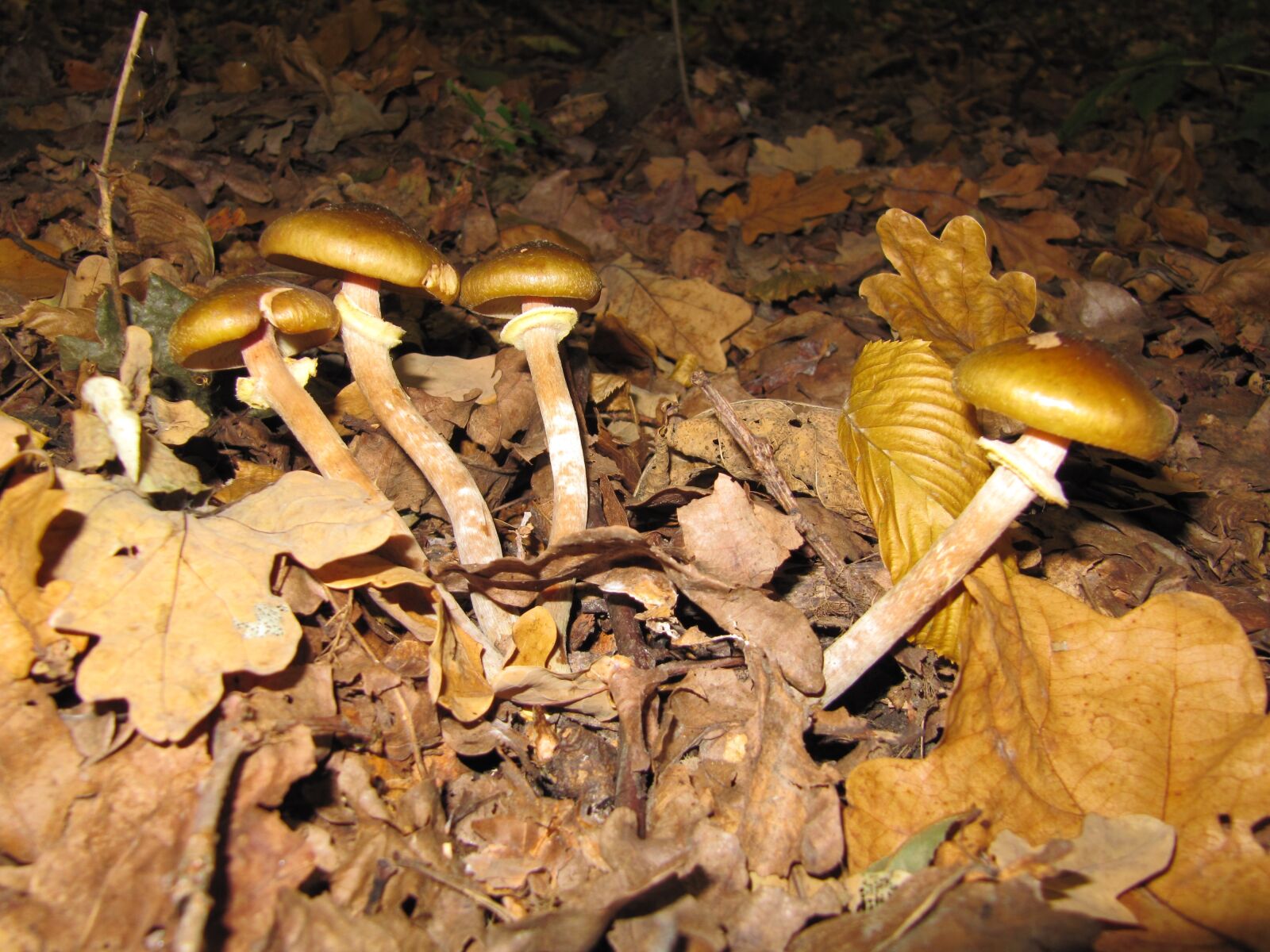 Canon PowerShot SX200 IS sample photo. Forest, mushrooms, autumn photography
