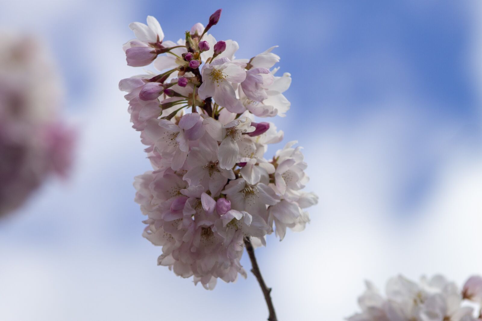 Canon EOS 1100D (EOS Rebel T3 / EOS Kiss X50) + Canon EF75-300mm f/4-5.6 sample photo. Spring, tree, blossom photography