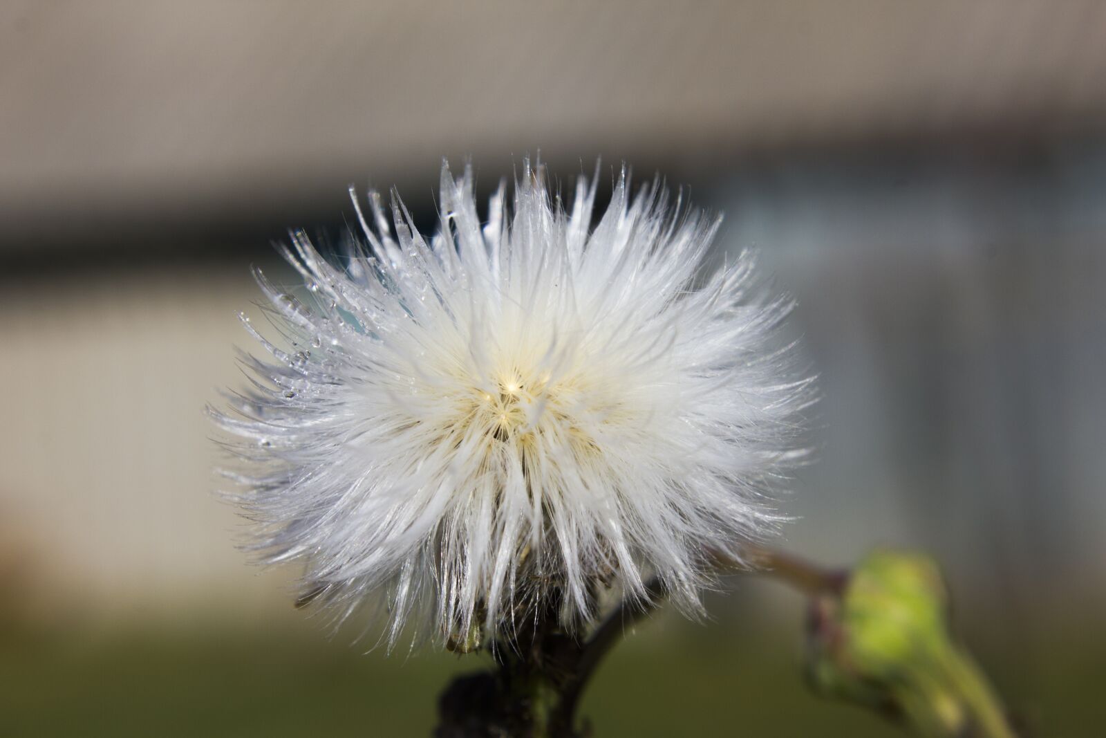 Canon EOS 550D (EOS Rebel T2i / EOS Kiss X4) sample photo. Dandelion, flower, macro photography