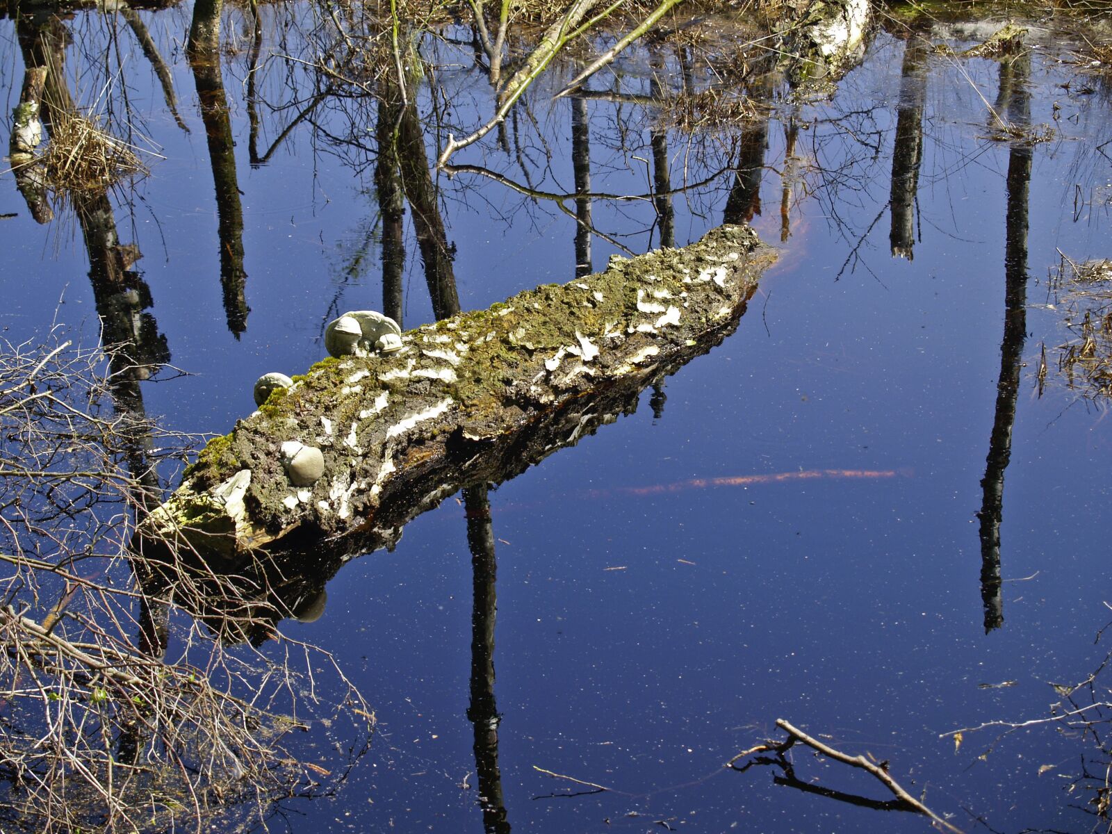 Olympus E-300 (EVOLT E-300) sample photo. Swamp, birch, nature reserve photography