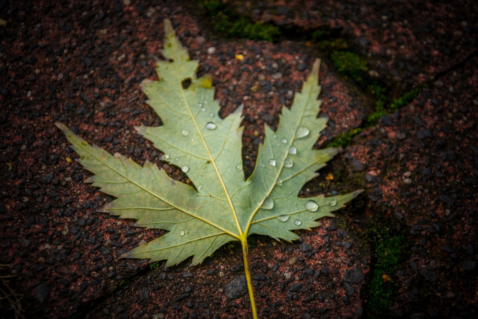 Nikon D5300 sample photo. Leaf, outdoors, nature photography