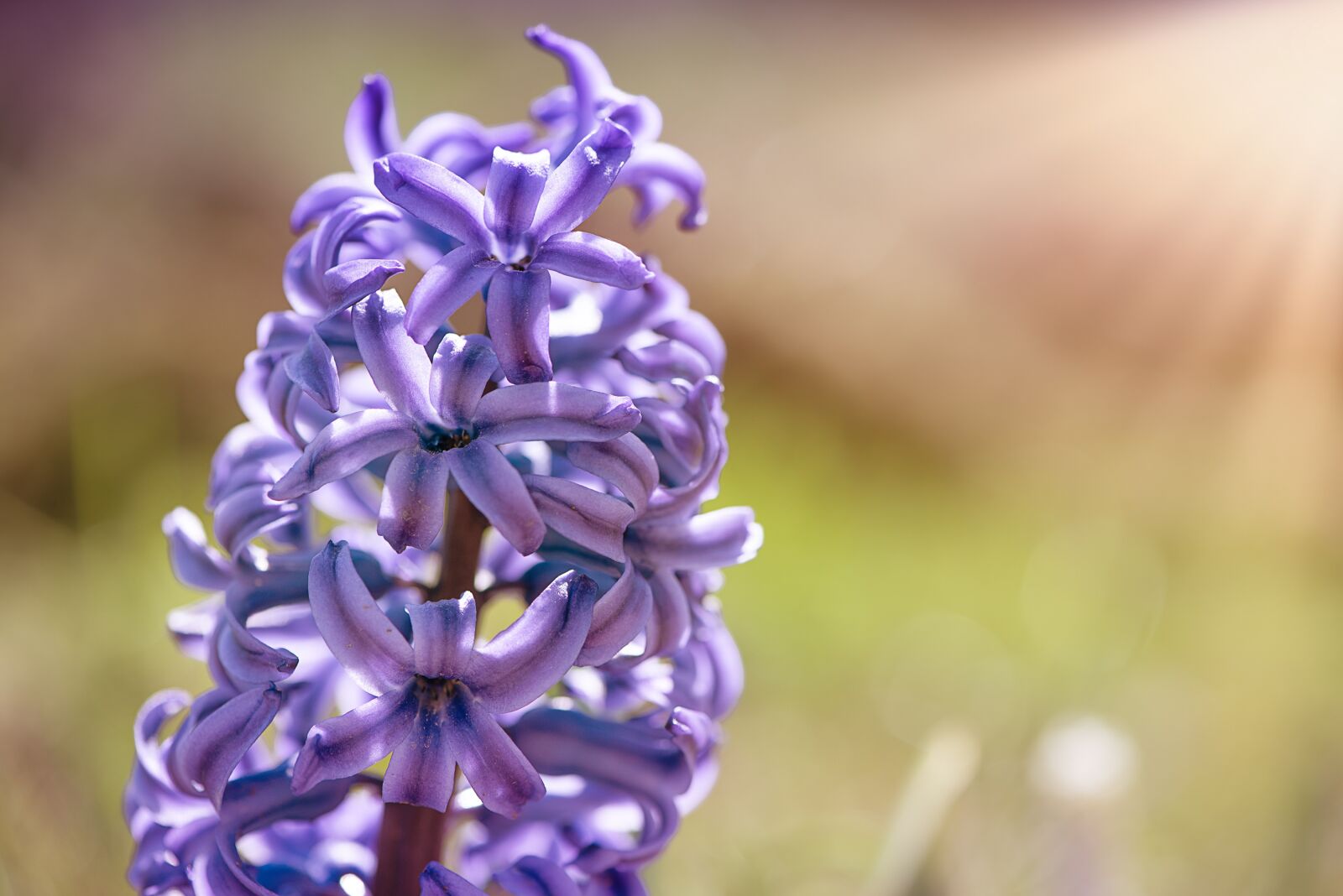 Nikon D750 sample photo. Hyacinth, flower, blue photography
