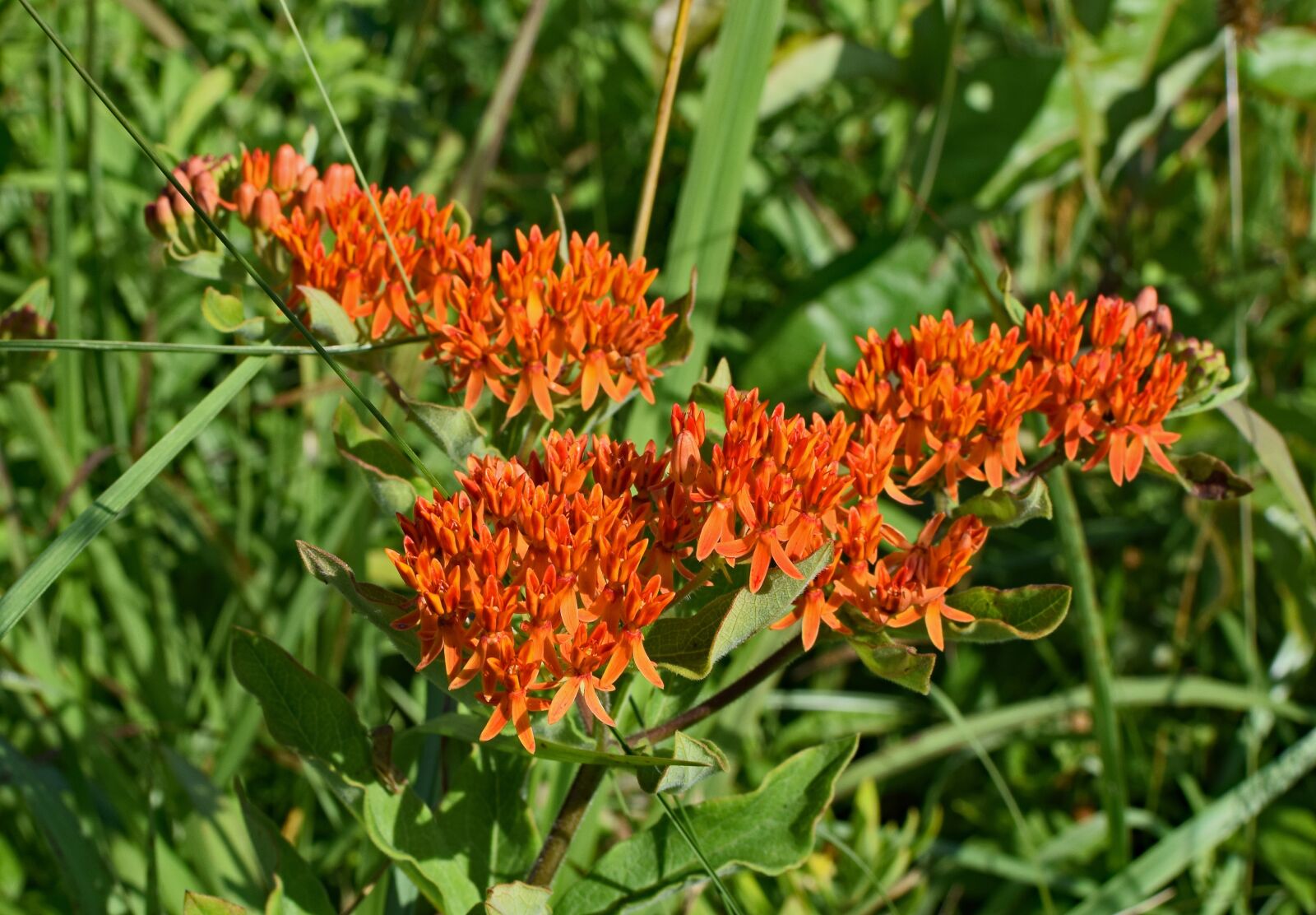 Nikon D3300 sample photo. Butterfly weed, wildflower, flower photography