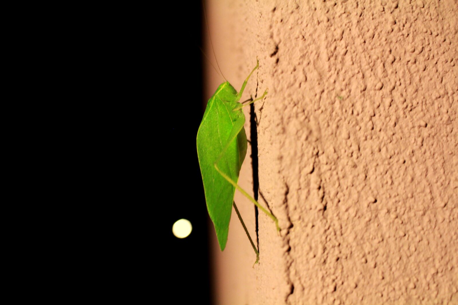 Canon EOS 700D (EOS Rebel T5i / EOS Kiss X7i) sample photo. Katydid, bush cricket, cricket photography