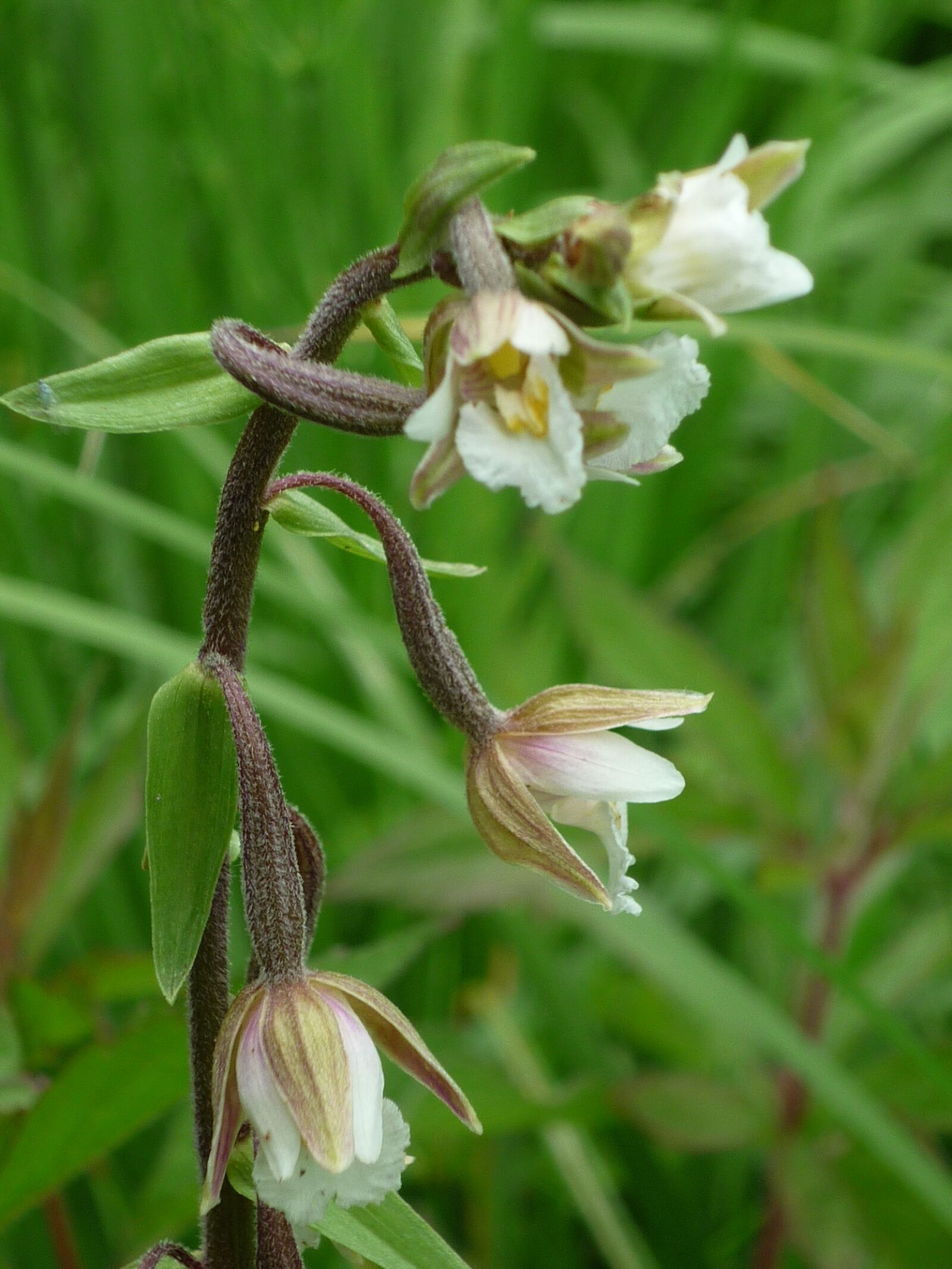 Panasonic Lumix DMC-FS6 sample photo. Marsh helleborine, german orchid photography