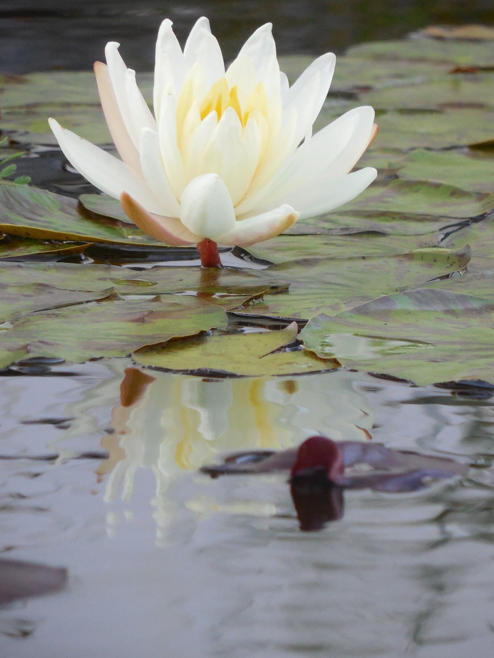 Nikon COOLPIX L620 sample photo. Water lily, plant, water photography