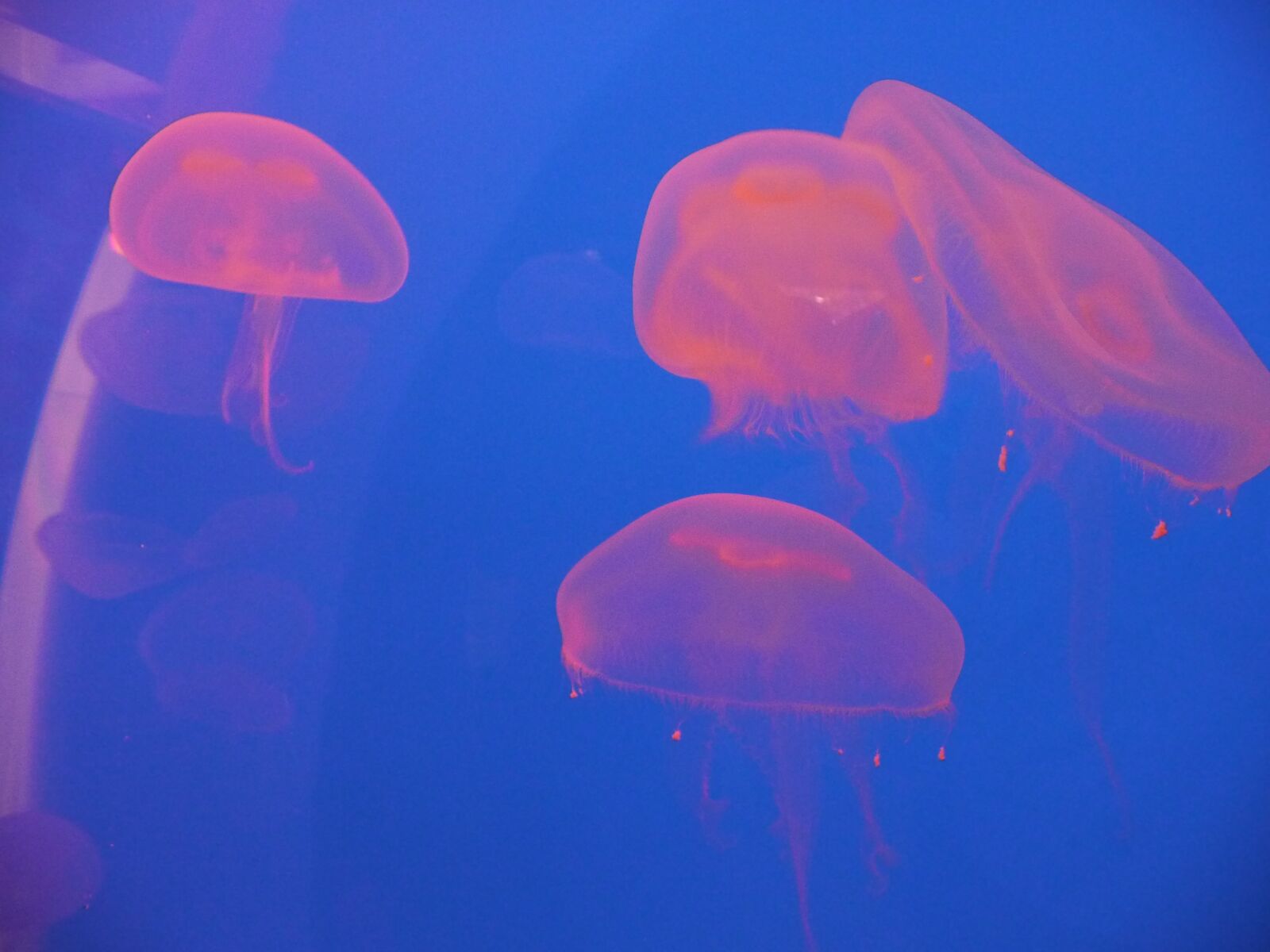 Panasonic Lumix DMC-TZ4 sample photo. Jellyfish, medusa, water photography