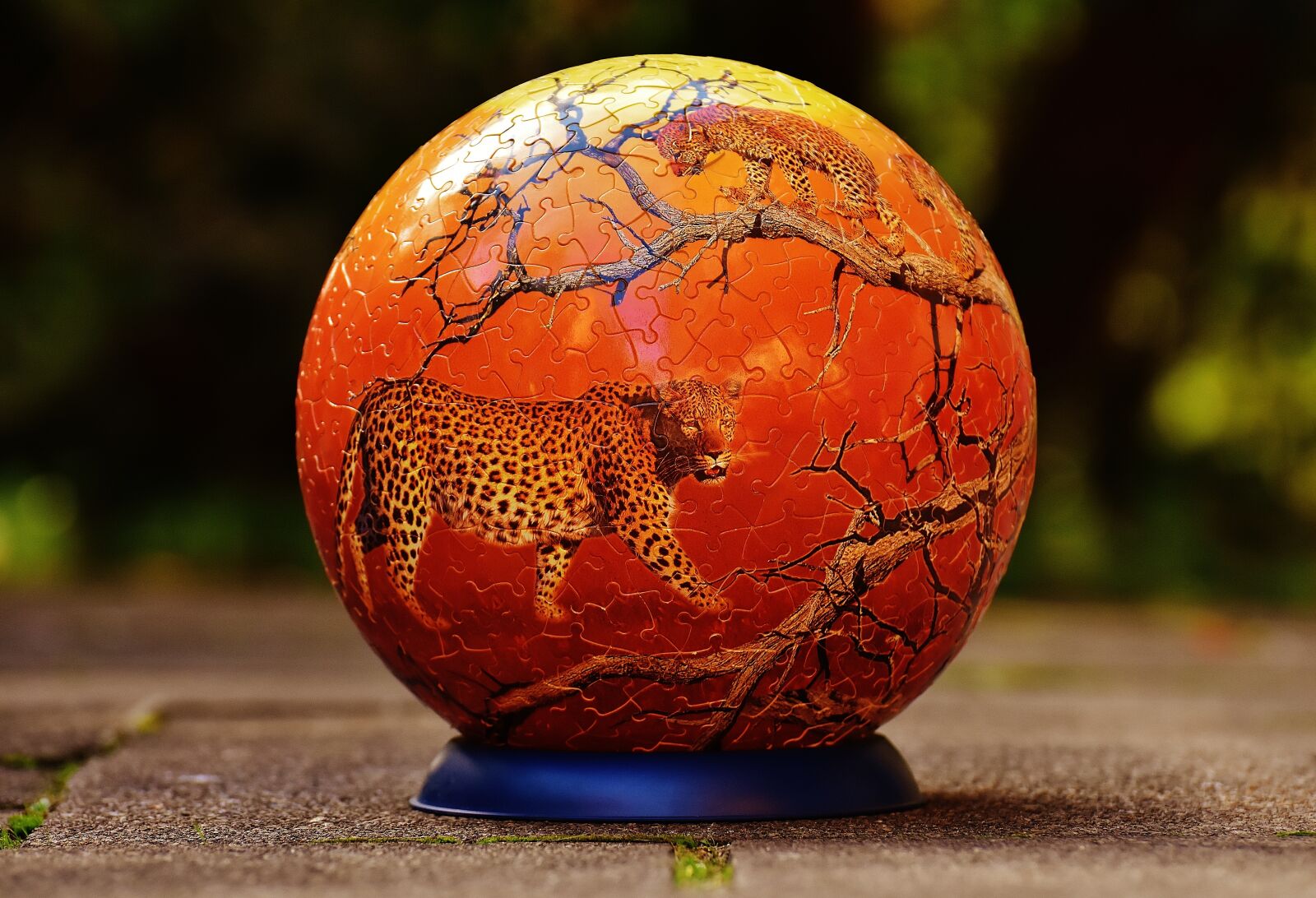 Nikon D7200 sample photo. Puzzle ball, leopard, wild photography