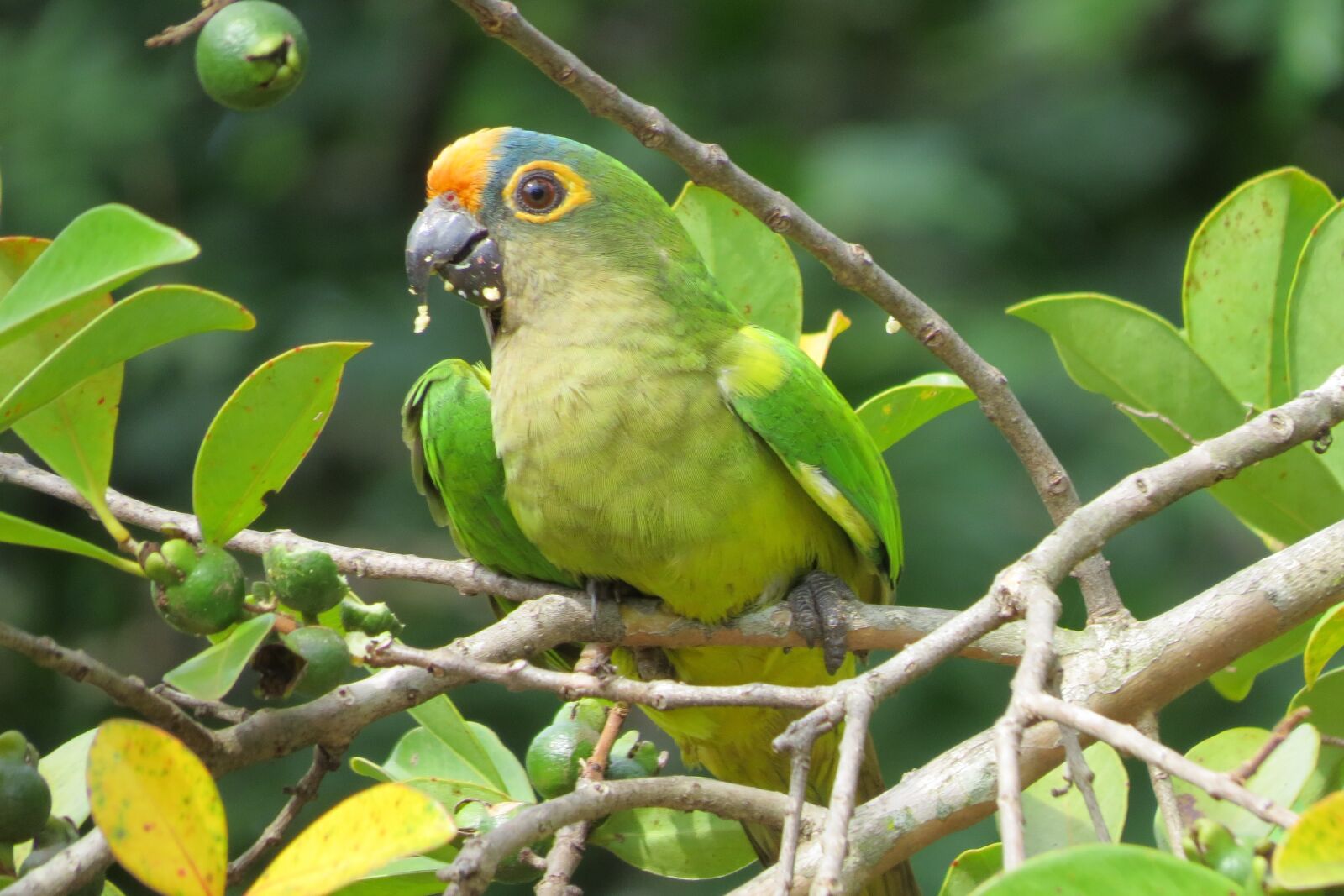 Canon PowerShot SX50 HS sample photo. Maritaca, bird, cocota photography