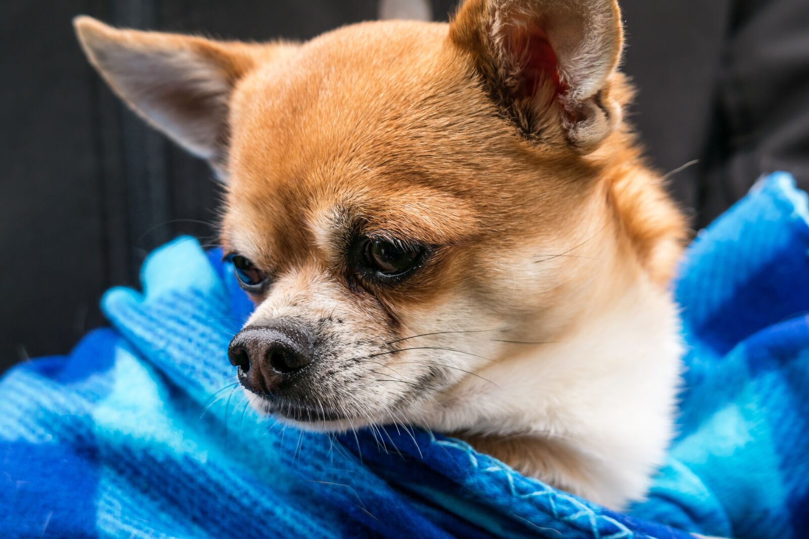 Samsung NX300M sample photo. Chihuahua, dog, chiwawa photography