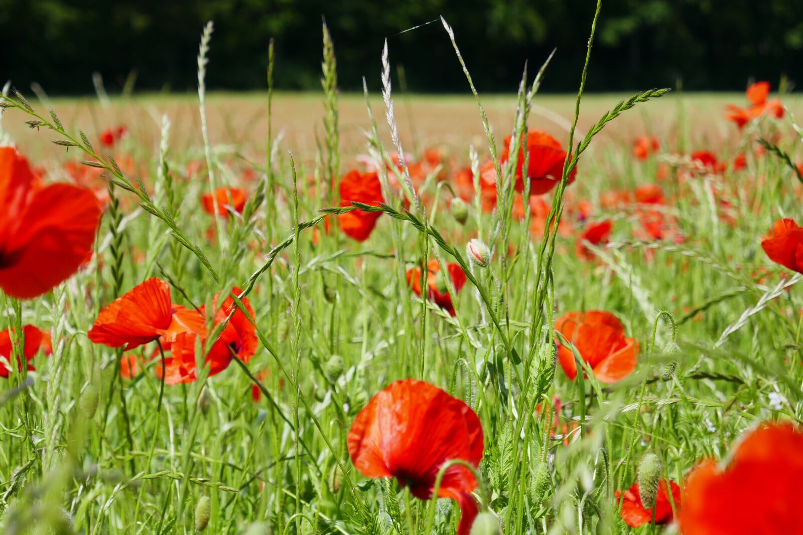 Panasonic DMC-TZ101 sample photo. Klatschmohn, flowers, red photography