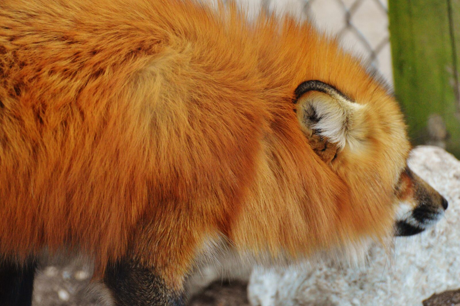 Nikon D3200 sample photo. Fuchs, wildpark poing, animal photography