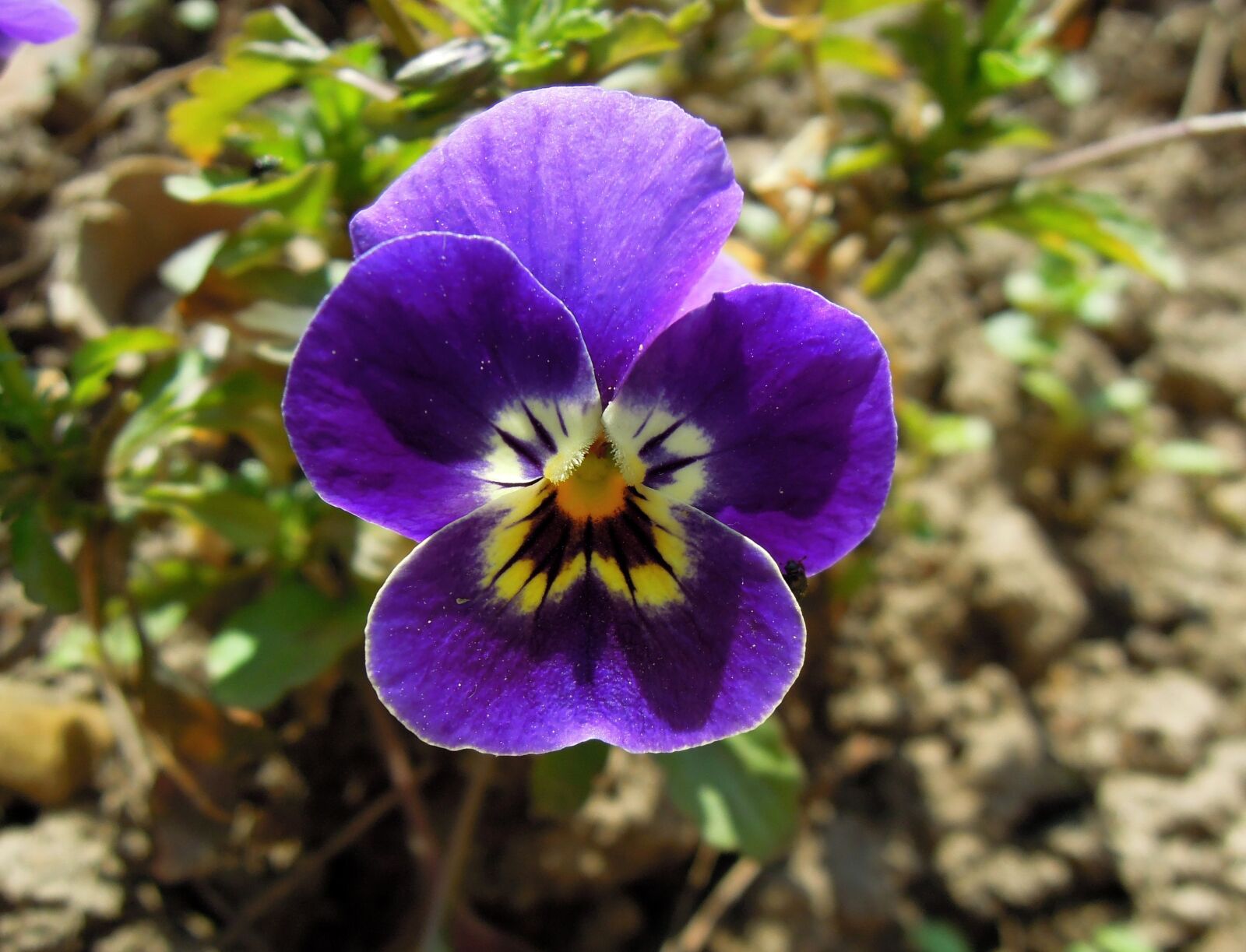 Nikon Coolpix P300 sample photo. Flower, plant, pansy photography