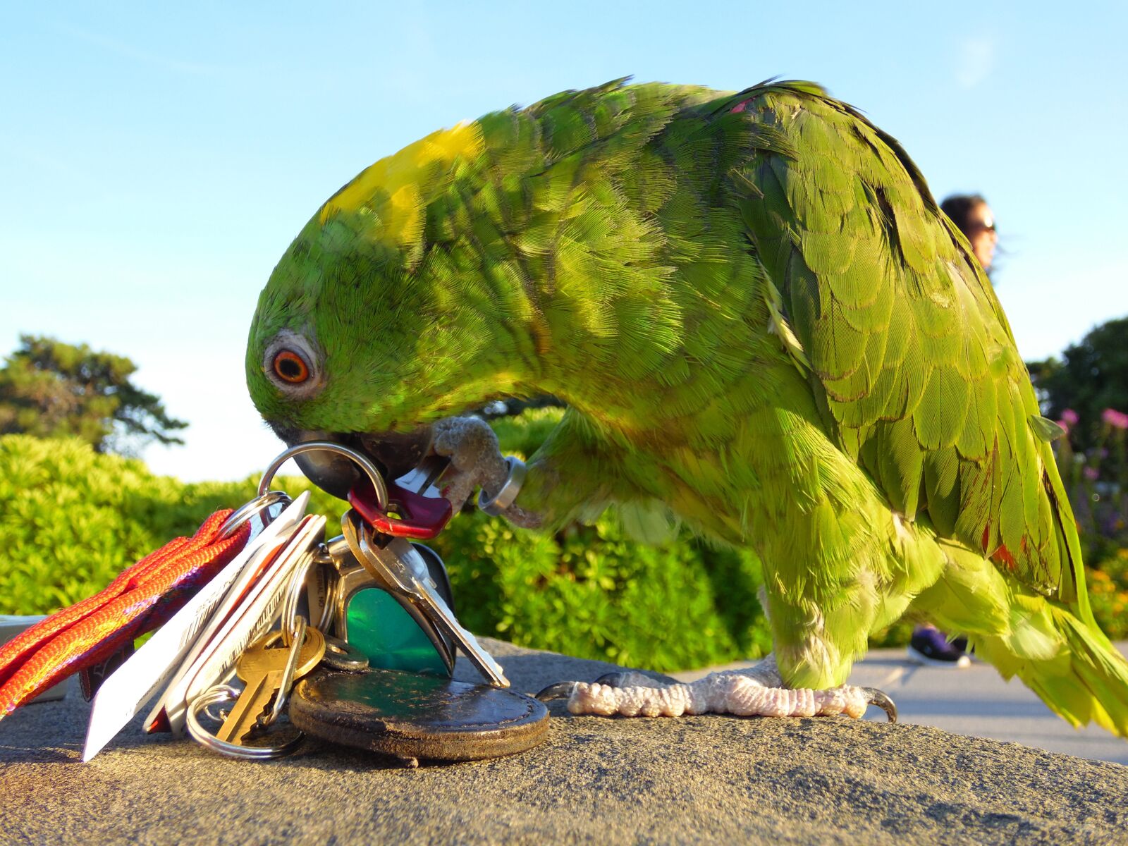 Samsung WB2200F sample photo. Amazon, parrot, playing photography