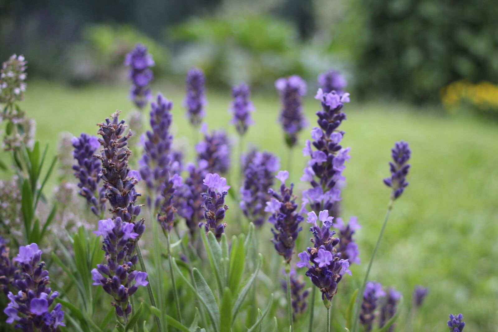 Canon EF 28-80mm f/3.5-5.6 sample photo. Lavender, purple, garden photography