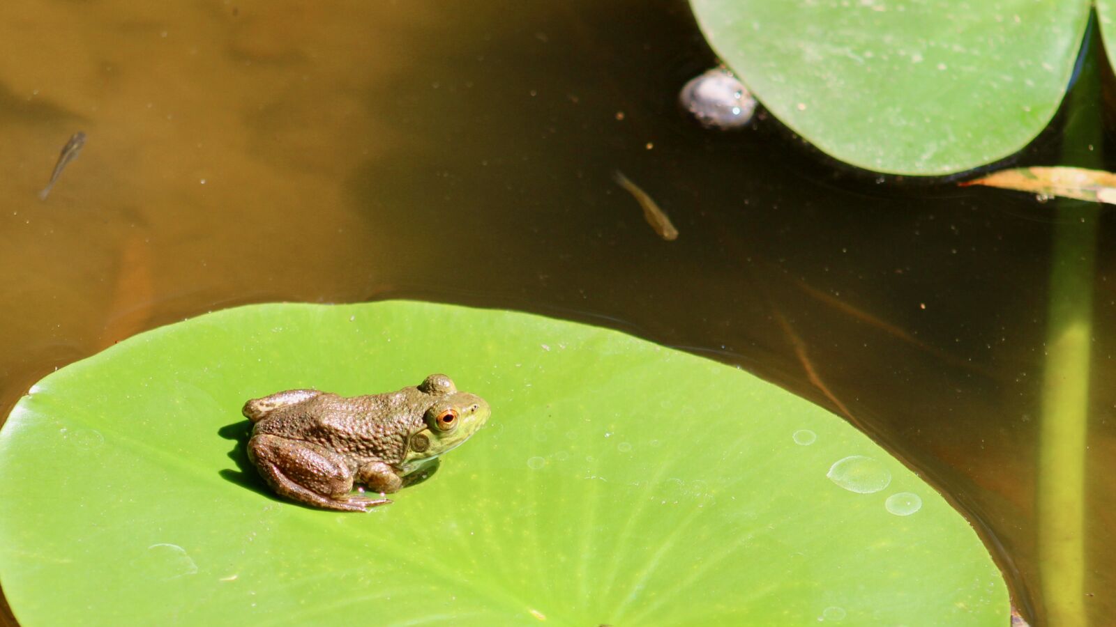 Canon EOS 1200D (EOS Rebel T5 / EOS Kiss X70 / EOS Hi) sample photo. Frog, toad, lily pad photography