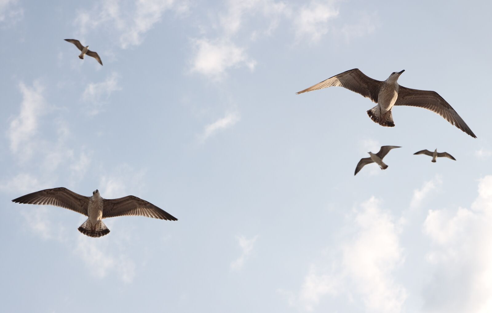 Canon EOS 700D (EOS Rebel T5i / EOS Kiss X7i) sample photo. Seagulls, flight, birds photography