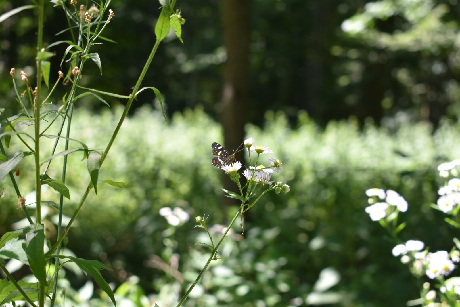 Nikon D3400 sample photo. Butterfly, green, nature photography