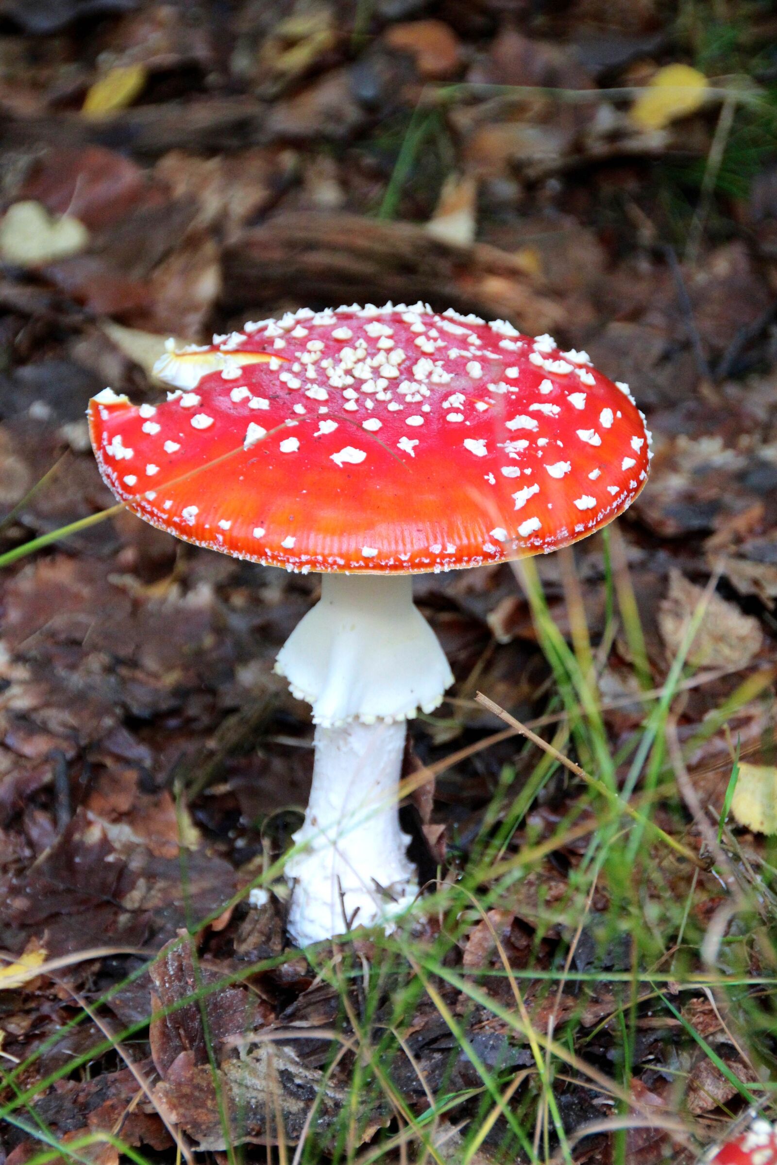 Sigma 18-250mm F3.5-6.3 DC OS HSM sample photo. Fly agaric, forest, autumn photography