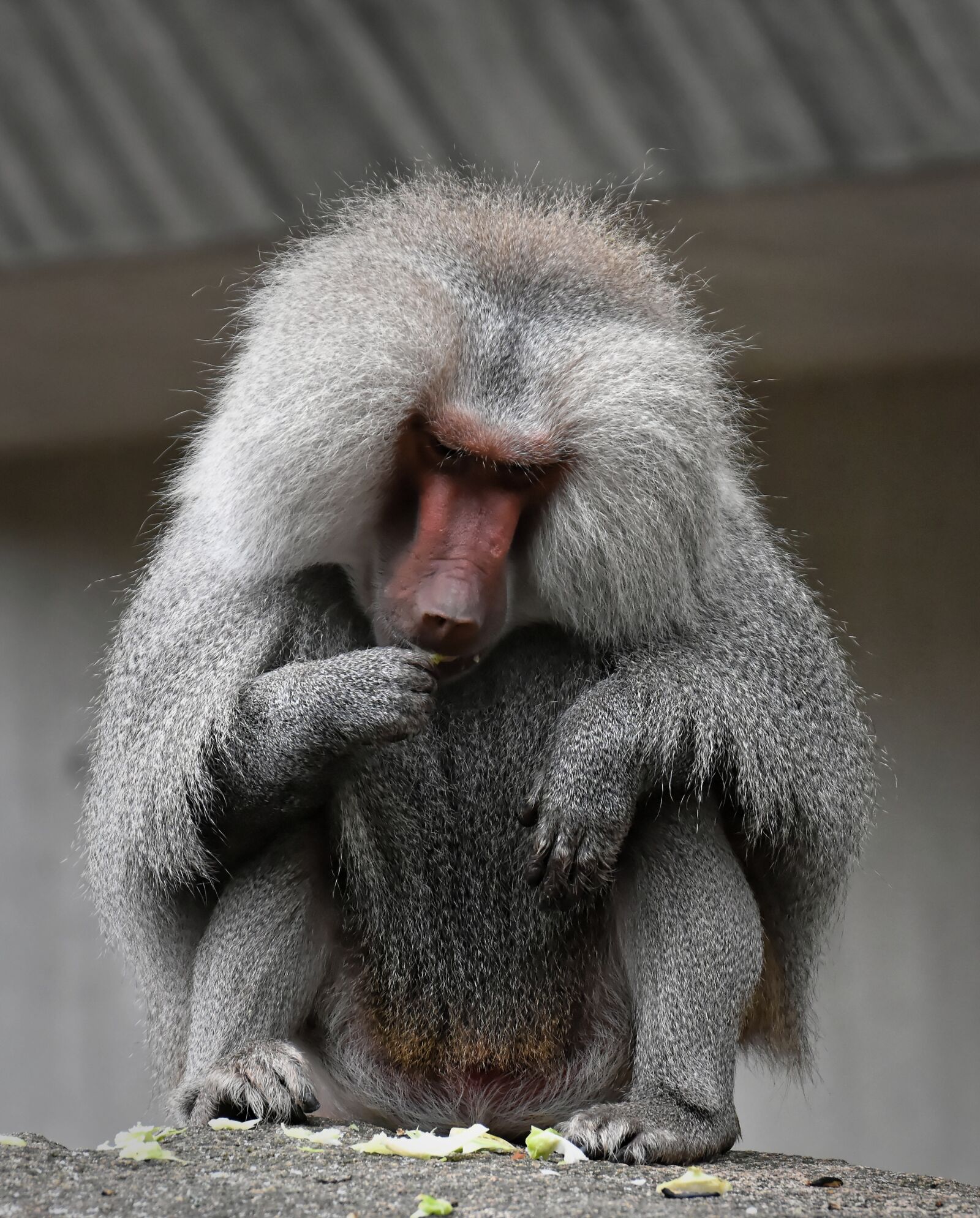 Nikon D7200 sample photo. Baboon, monkey, zoo photography