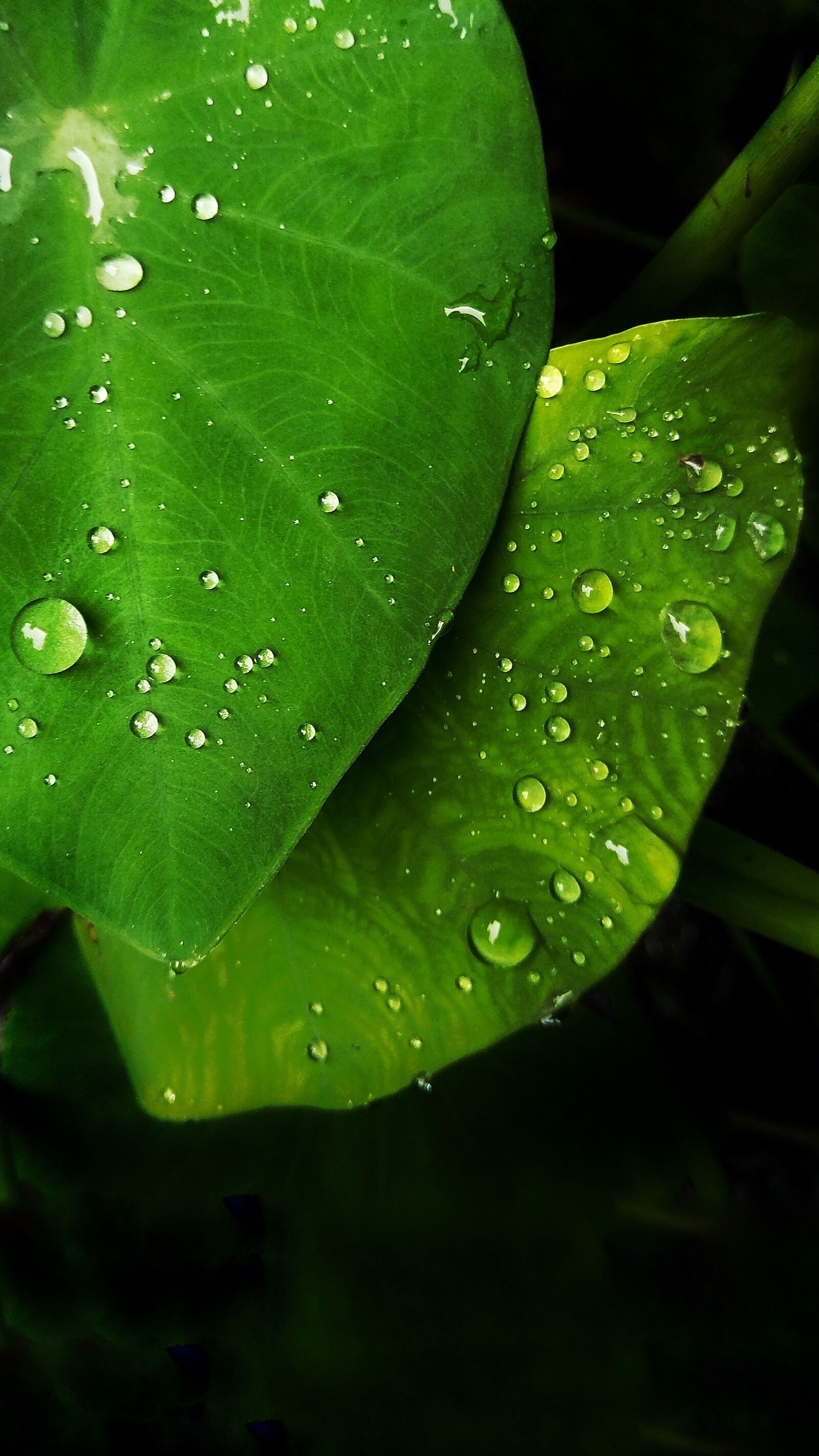 OPPO CPH1701 sample photo. Leaf, keladi, raindrop photography