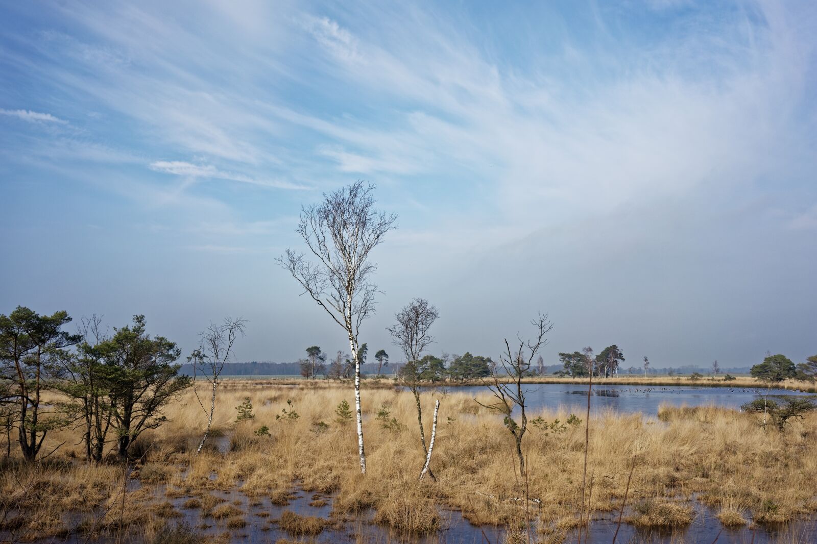 Sony a7 II + Sony Sonnar T* FE 35mm F2.8 ZA sample photo. Nature, heide, kalmthout photography