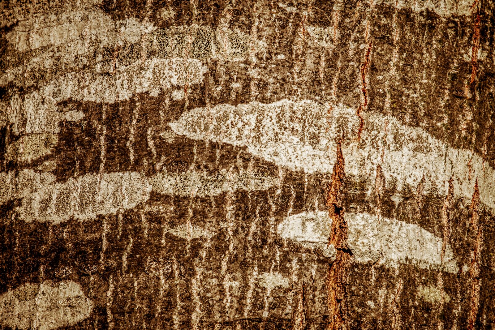 Fujifilm XF 55-200mm F3.5-4.8 R LM OIS sample photo. Tree, tree bark, log photography