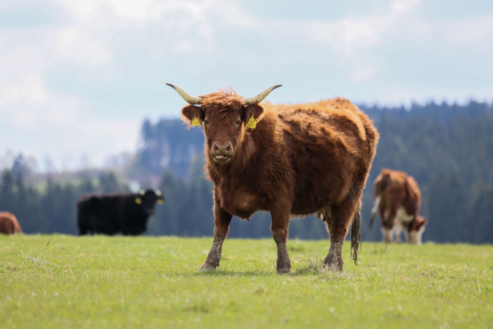 Canon EF 100-400mm F4.5-5.6L IS USM sample photo. Cow, pasture, meadow photography