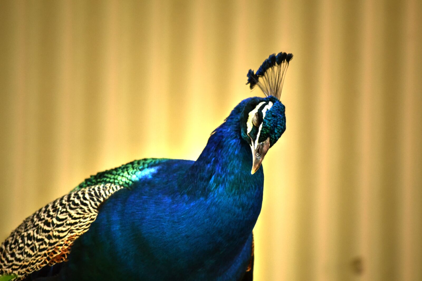 Nikon D3100 sample photo. Peacock, colourful, bird photography