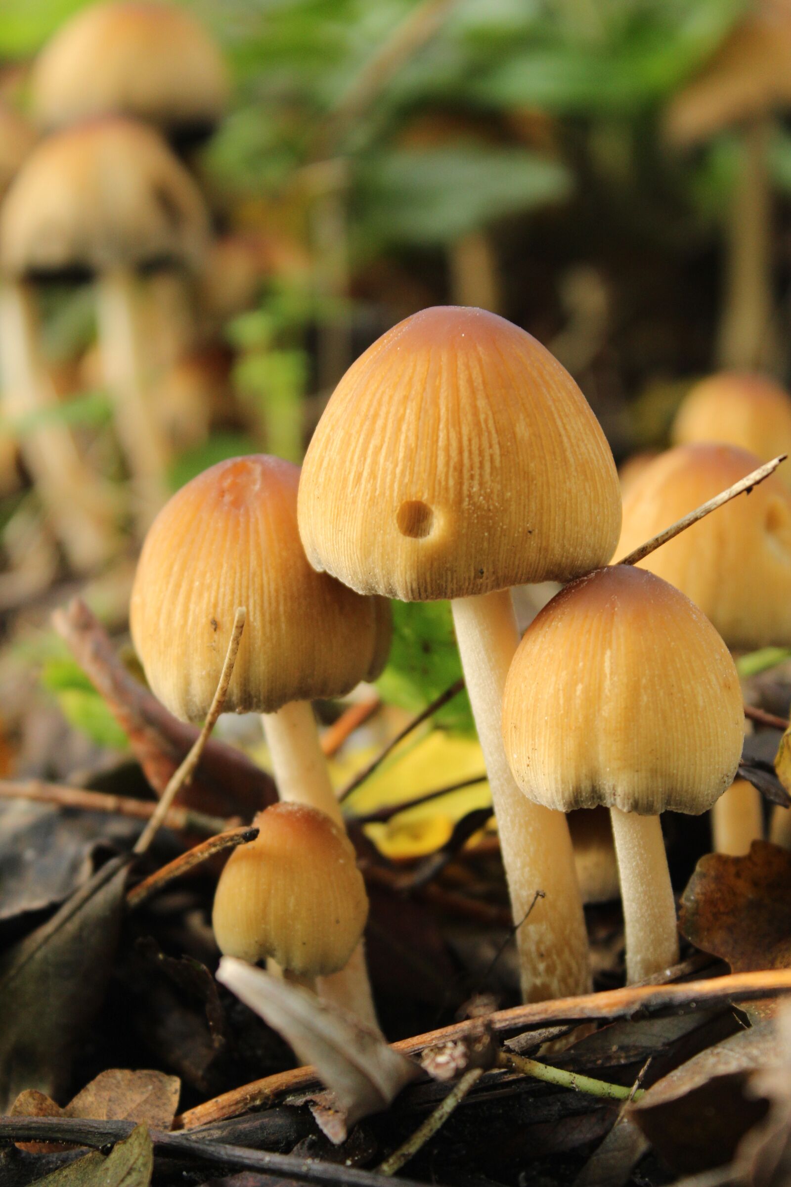 Canon EOS 1300D (EOS Rebel T6 / EOS Kiss X80) sample photo. Mushroom, nature, park photography