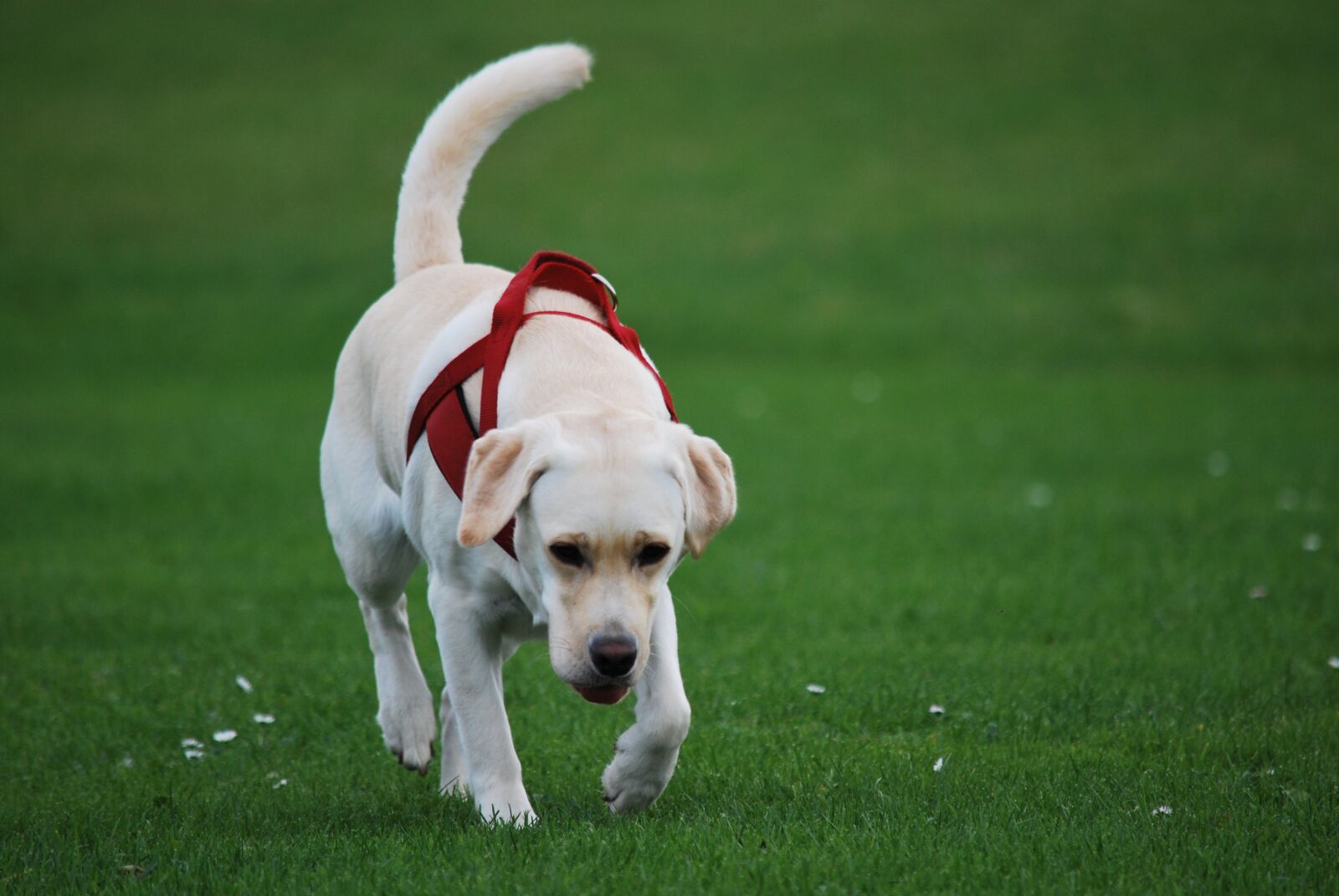 Nikon D60 sample photo. Animal, dog, labrador photography