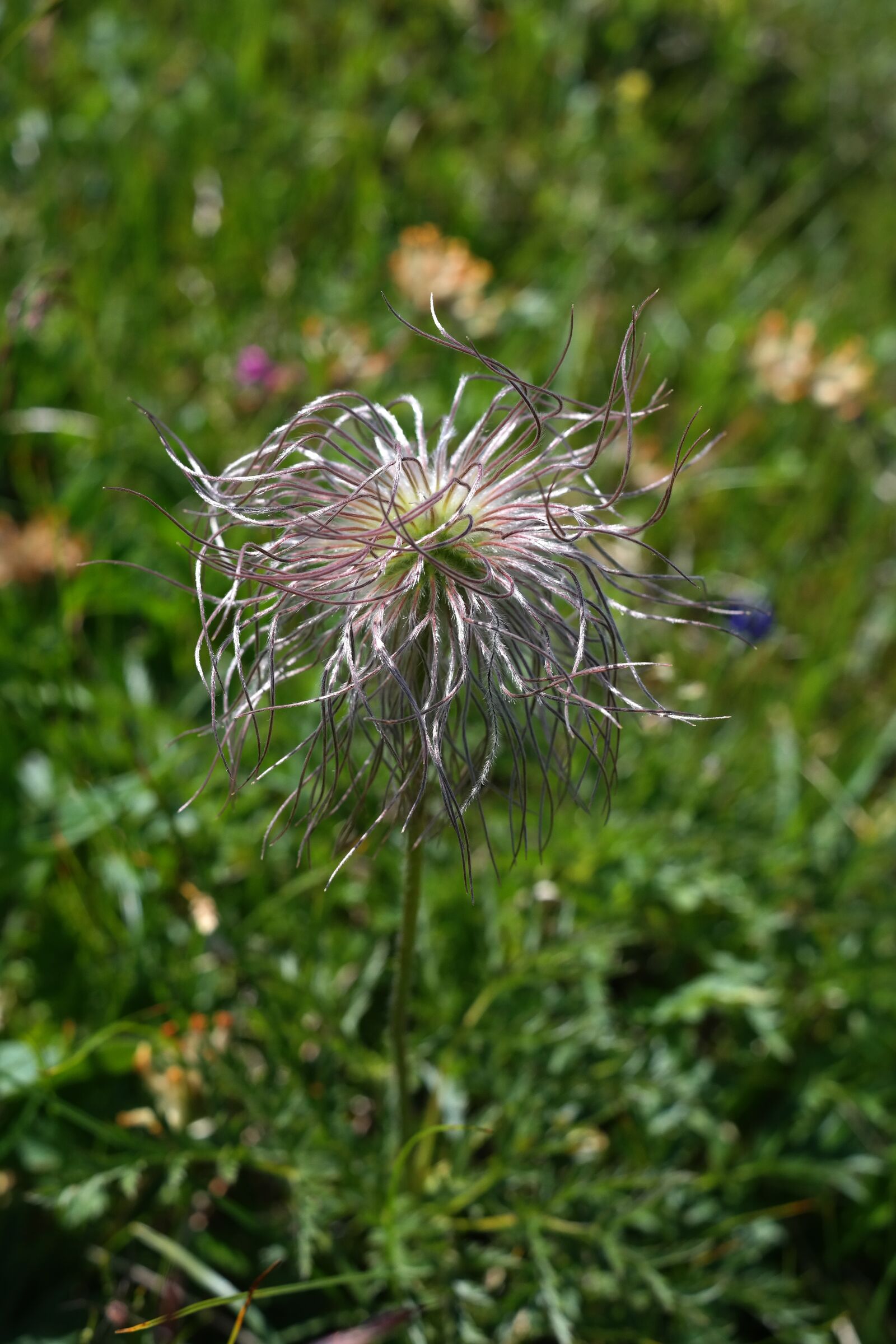 Samsung NX300 sample photo. Alpine pasqueflower, faded, alpine photography