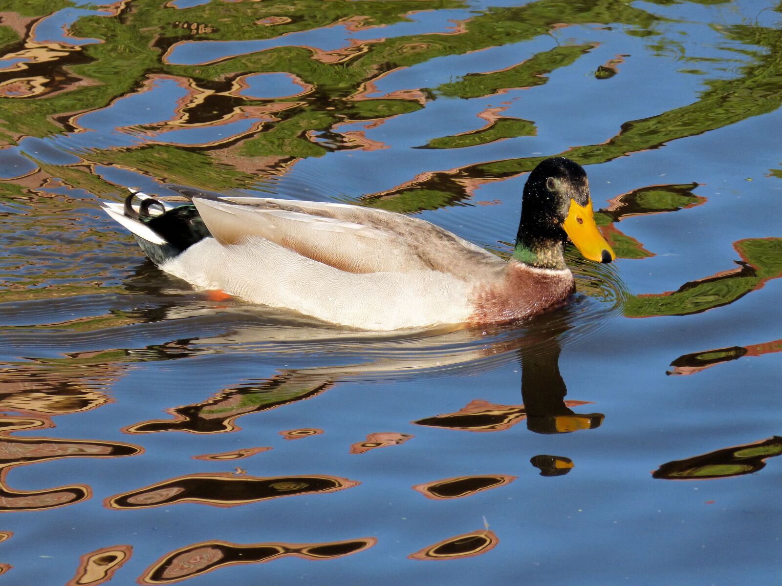 Panasonic DMC-FZ62 sample photo. Duck, water, wild bird photography