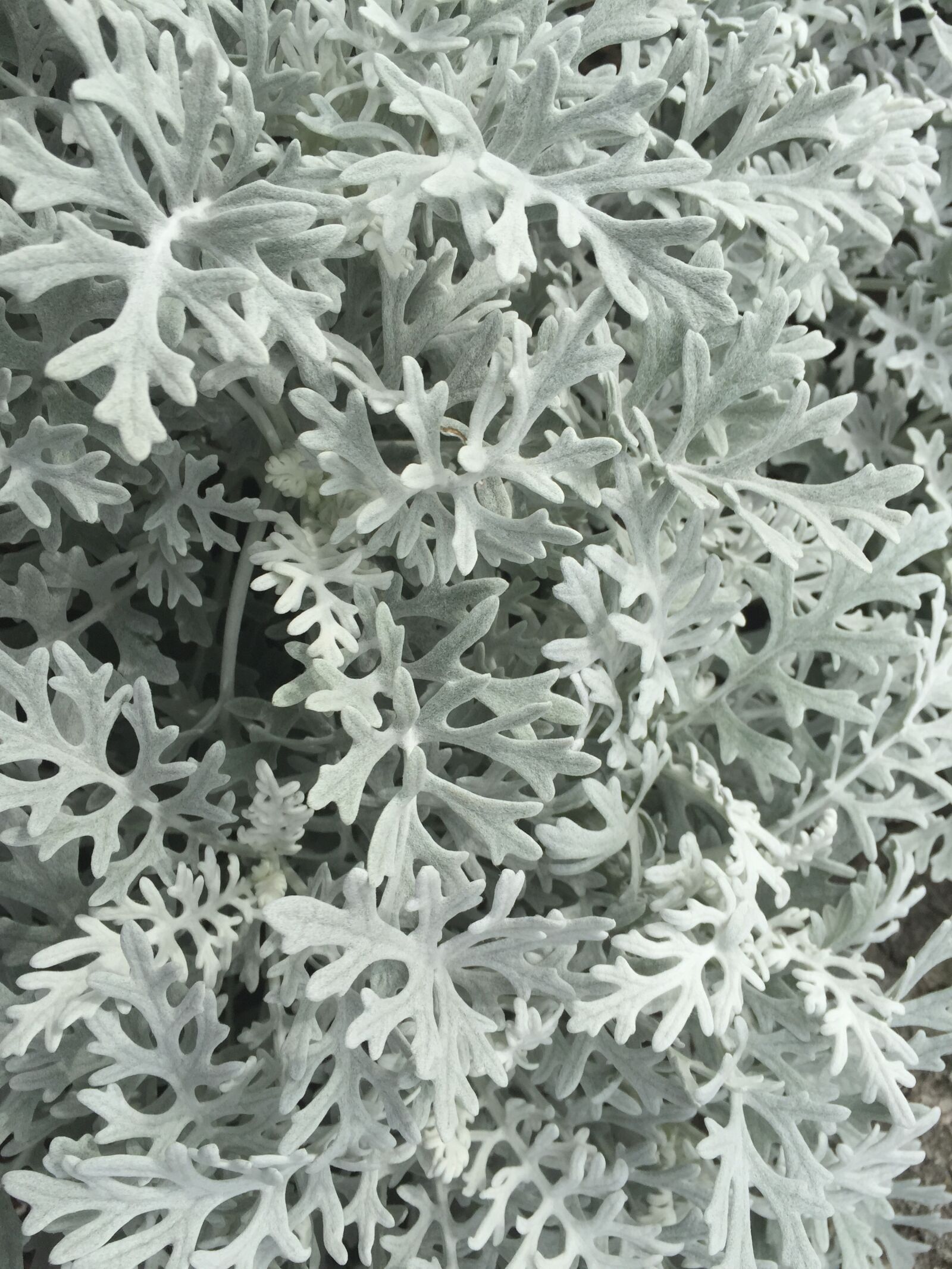 Apple iPhone 6 sample photo. Flowers and plants, the photography