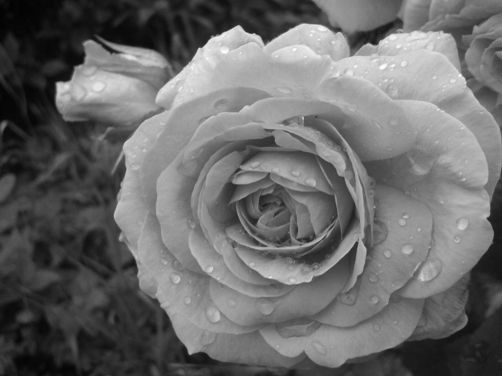 Samsung Galaxy S3 Mini sample photo. Rose, black and white photography
