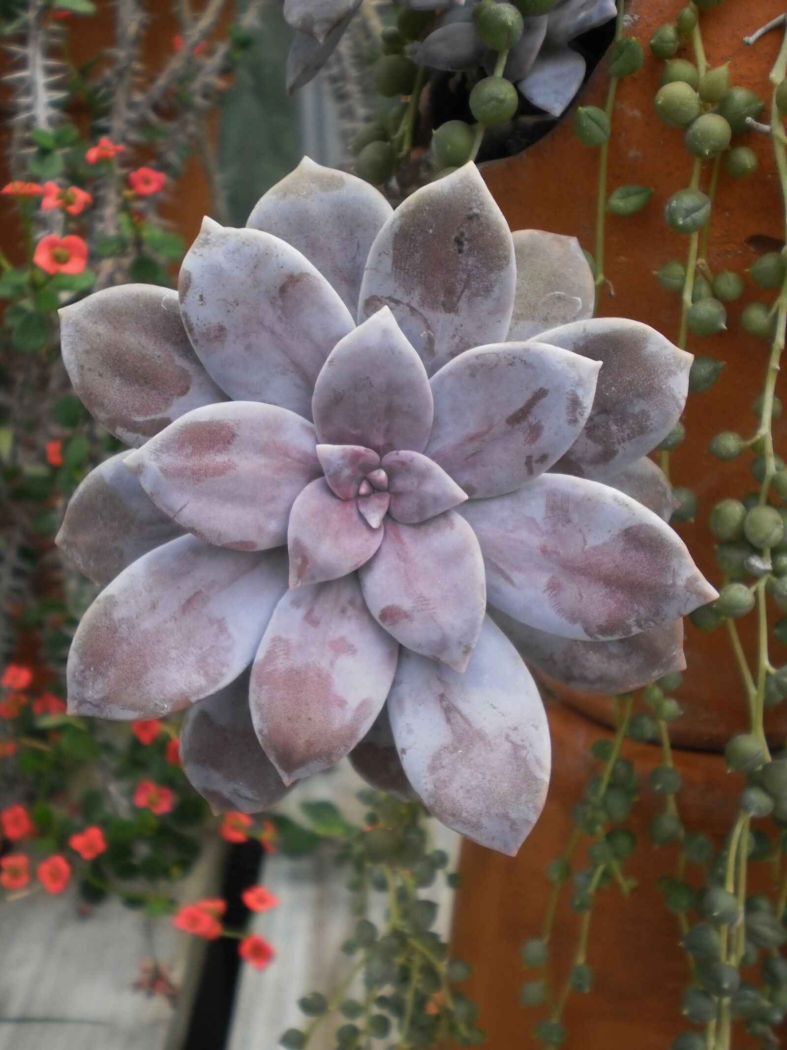 Olympus T105,T100,X36 sample photo. Green house, cactus, flora photography