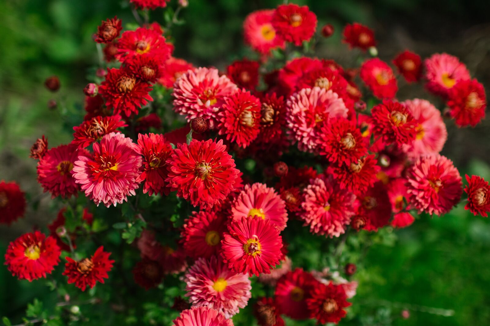 Canon EOS 60D sample photo. Chrysanthemum, red, bush photography
